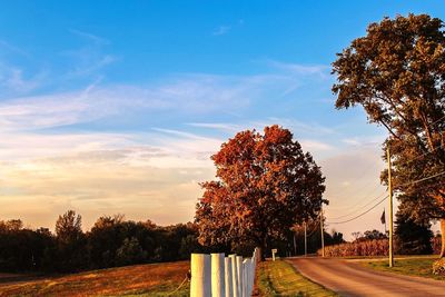 Trees on road against sky during sunset