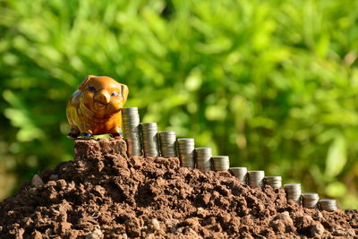 Coins by piggy bank against trees