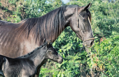 Horse with foal standing against trees