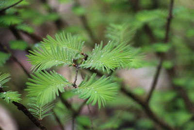 Close-up of green leaf on plant