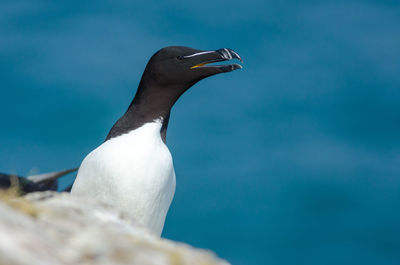 Razorbill - alca torda on skomer island