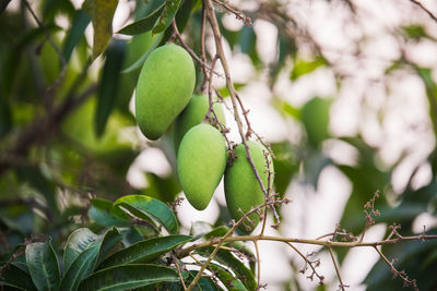 Close-up of mango fruits growing on tree branch