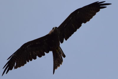 Low angle view of bird flying against clear sky