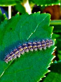 Close-up of insect on leaf