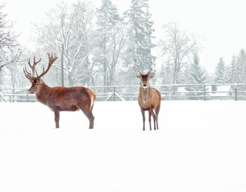 Bare trees on snow covered field