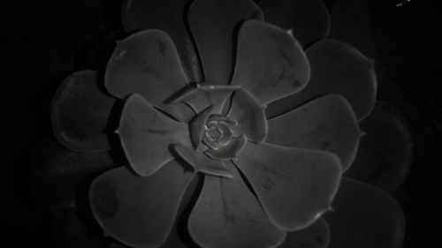 Close-up of flower against black background