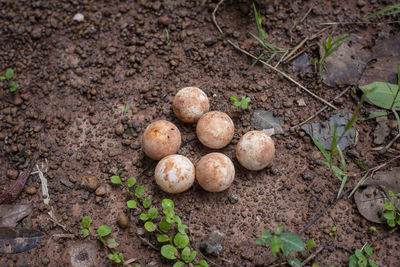 Eggs of turtle or snapping turtle on the floor. top view