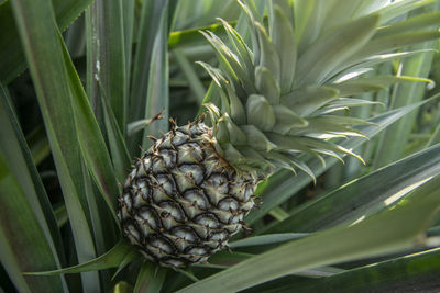 Close-up of pineapple