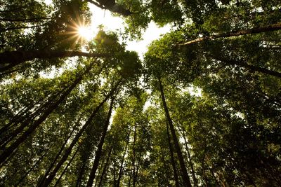 Low angle view of sunlight streaming through trees in forest