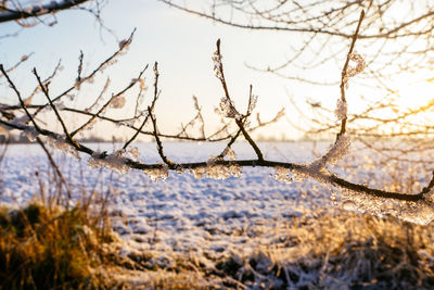 Close-up of bare tree against sky