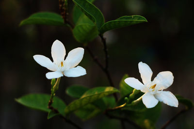 Close-up of white flowering plant