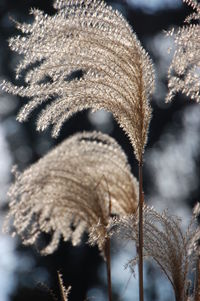 Close-up of snow on plants during winter