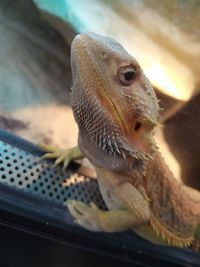 Close-up of a lizard