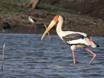 Close-up of pelican on water