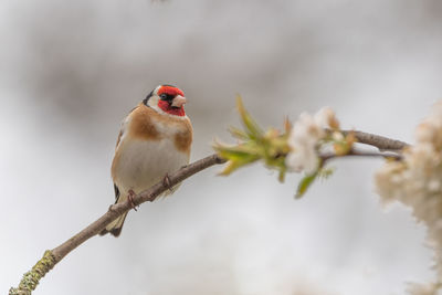 Close-up of bird perching on branch against blurred background