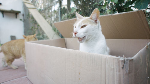 Close-up of cat in cardboard box