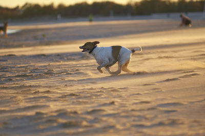 Dog walking on sand
