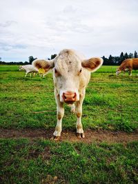 Cow standing in field