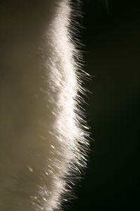 Close-up of water at night