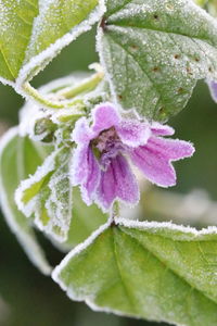 Close-up of frozen purple flower