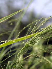 Close-up of fresh green grass