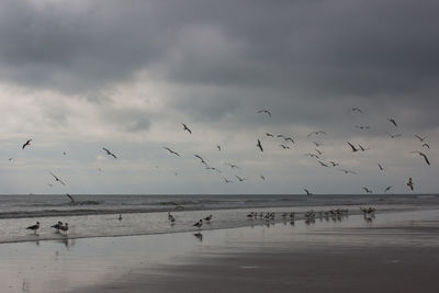 Birds flying over sea against sky