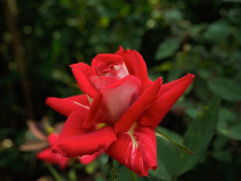 Close-up of red flower blooming outdoors