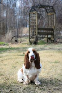 Portrait of dog sitting on grass