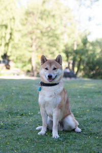 Portrait of dog sitting on field