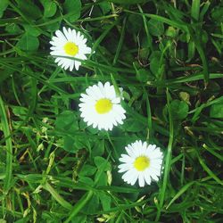 Close-up of white daisies blooming in park