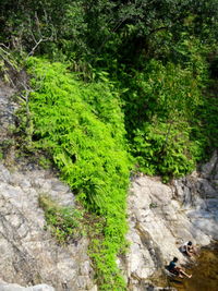 Ivy growing on tree