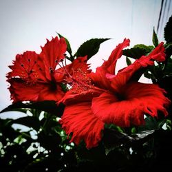 Close-up of red flower