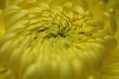 Close-up of yellow flowering plant