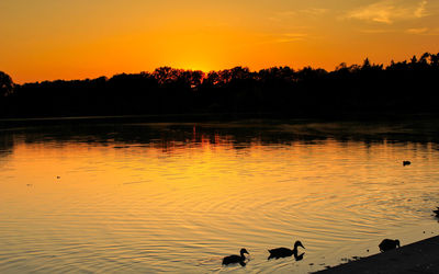 Silhouette ducks swimming in lake during sunset