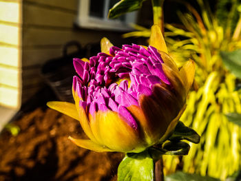 Close-up of pink rose flower