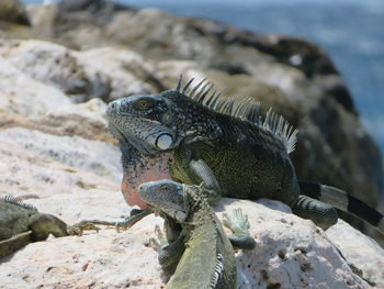 Close-up of  a iguana couple