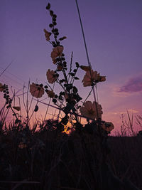 Low angle view of silhouette plants on field against sky at sunset