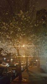 Road along trees at night
