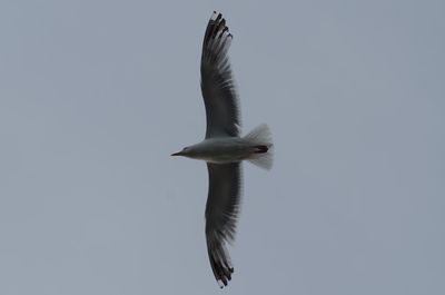 Low angle view of seagull flying in sky