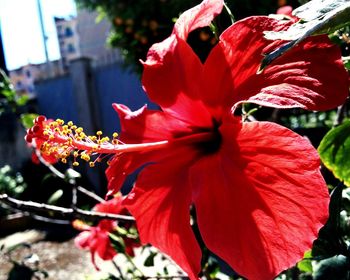 Close-up of red hibiscus blooming outdoors