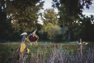 Close-up of wilted flower on field by trees