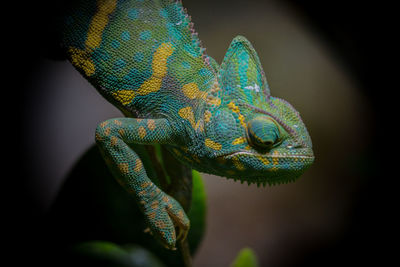 Close-up of chameleon on stem
