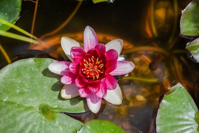 Close-up of lotus water lily in pond