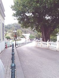 View of footpath along trees