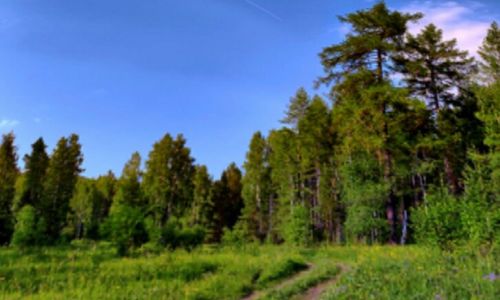 Trees in forest against blue sky