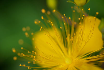 Close-up of yellow flowering plant