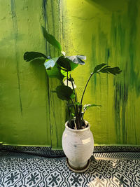 Potted plant on table