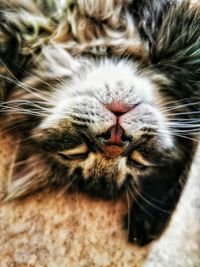 Close-up of cat sleeping