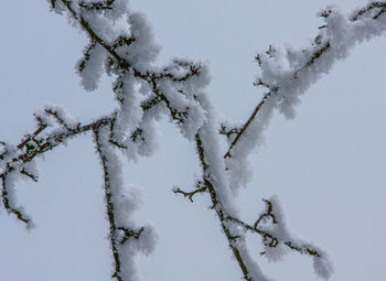 Low angle view of frozen tree against clear sky