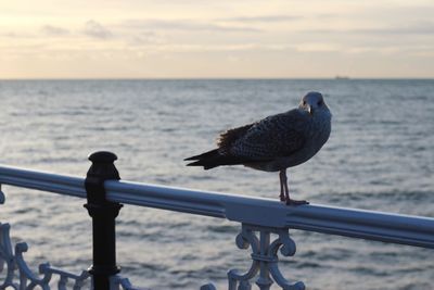 Close-up of bird perching on railing against sea